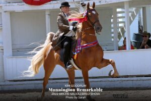 Kim Goodrum riding Monnington Remarkable at 2022 BRCHS Saddlebred show